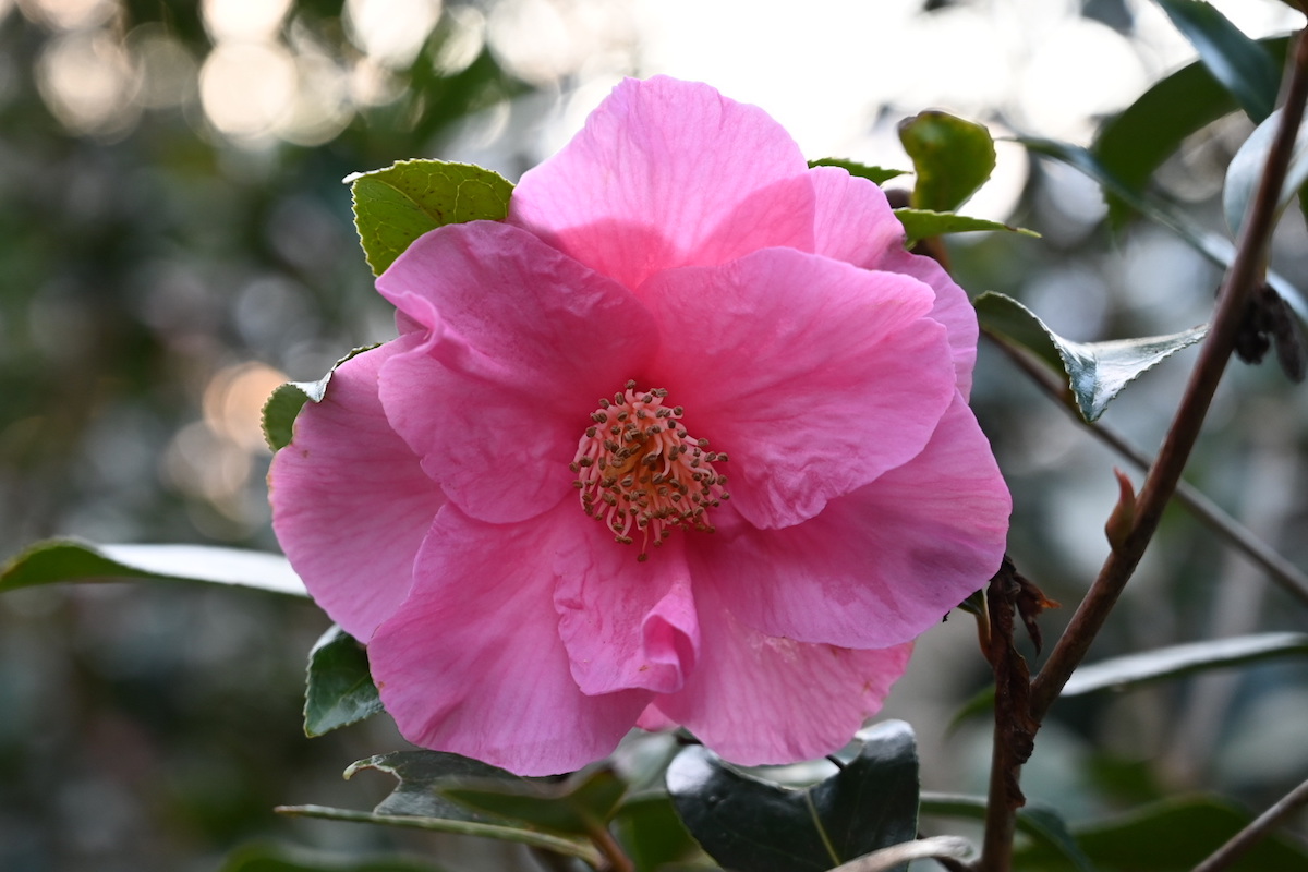 x williamsii 'Muskoka